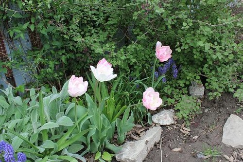 May11_tulips