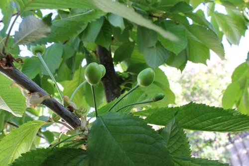May25_cherries