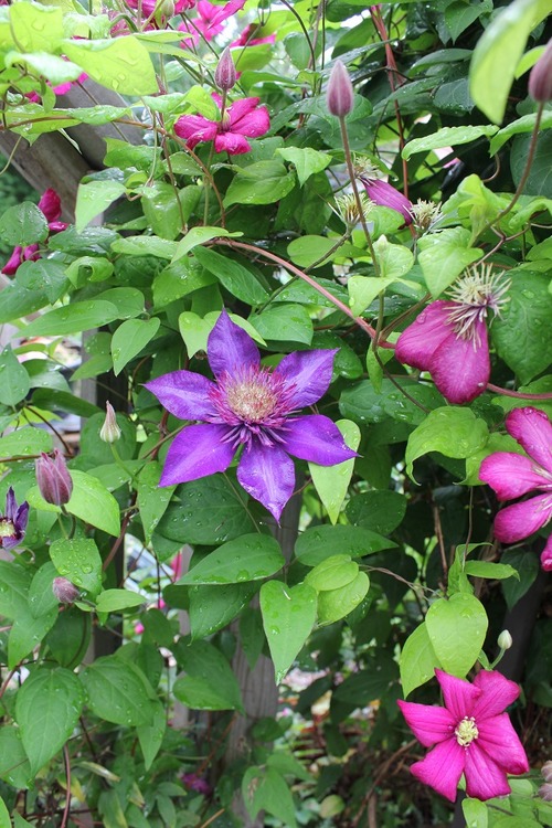 July14_ (60)