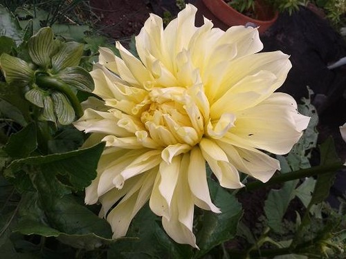 July30_dahlia1