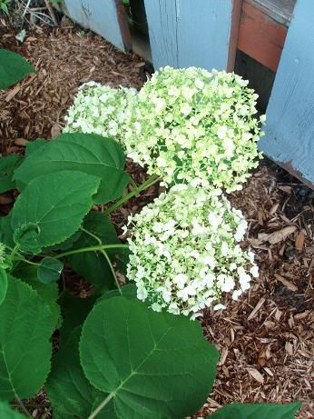 hydrangeaJune28s