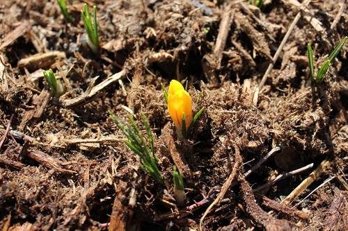 April11_crocus