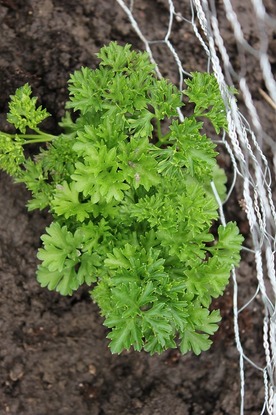 May22_parsley