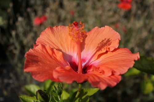 Sept28_hibiscus