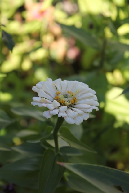 Oct10_zinniaw