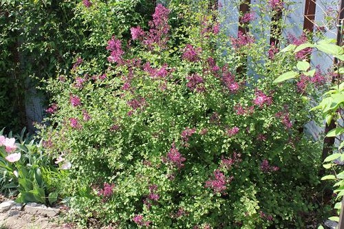 May20_dl