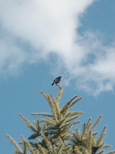 bird