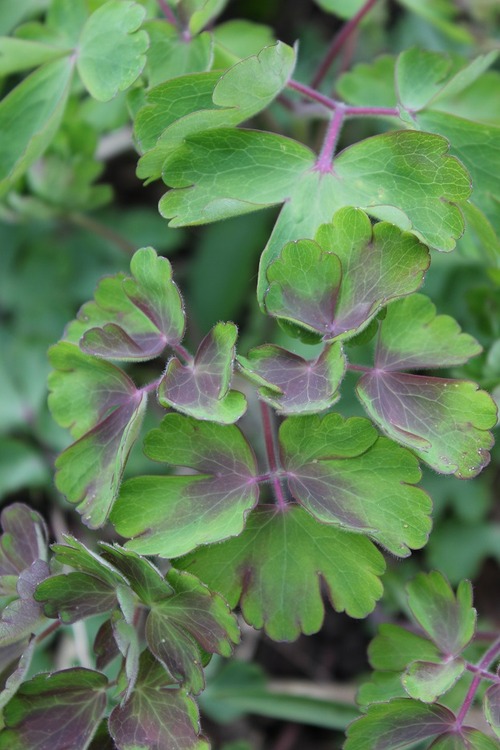 May13_aquilegia2