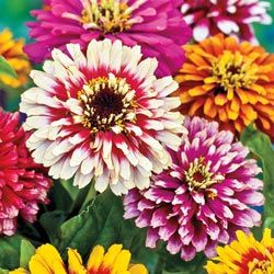 Zinnia elegans 'Whirlygig Mixed'