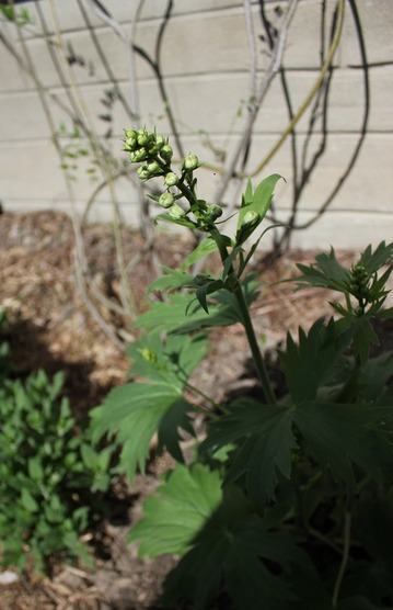 June1_delphinium