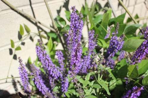 July5_salvia