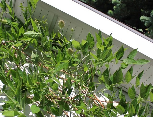 June7_wisteria