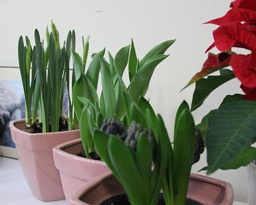 bulbs_jan27