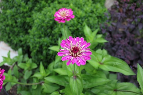 Aug3_zinniaPP1