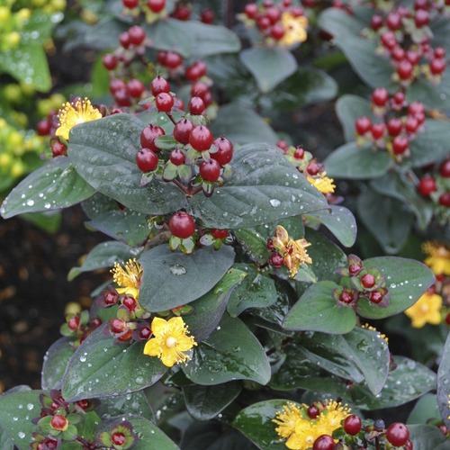 hypericum