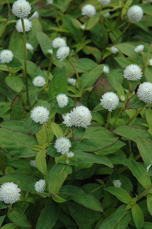 Audray White Gomphrena