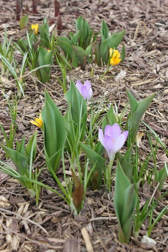 April26_crf