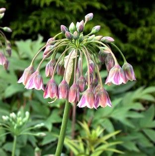 Allium bulgaricum