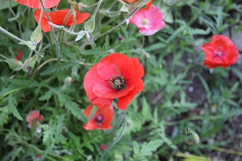July27_poppies