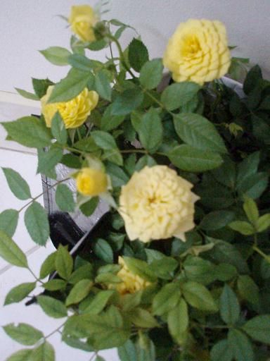 miniatureroses1