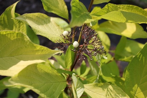 July18_dogwood