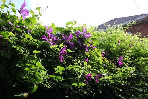 July8_ (57)