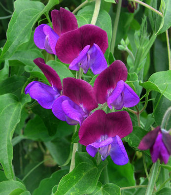 LATHYRUSCUPANI