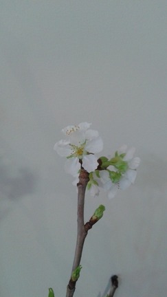 20150416_070648
