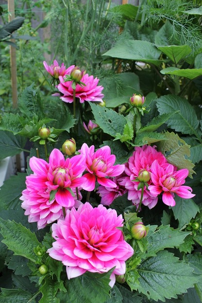 July12_db