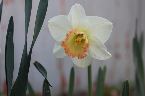Apr29_ dpp