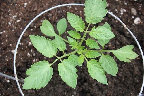 May22_ctomato