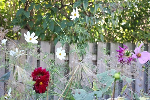 Sept20_cosmos2