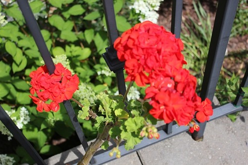 July27_pelargoniumRed