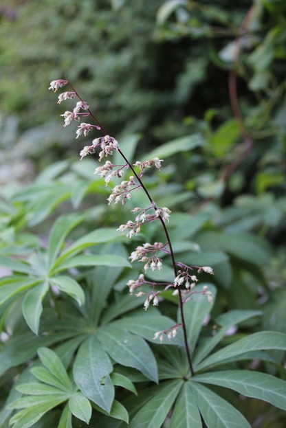 Aug9_heuchera2