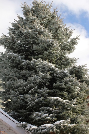 Dec12_tree