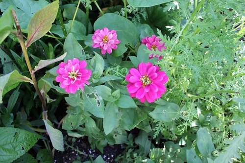 July14_ (5)