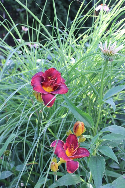 July22_ (20)