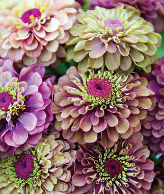 Zinnia Queen Red Lime