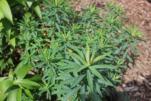 July27_euphorbia