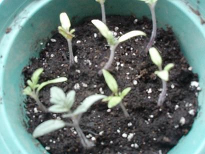 tomato_leaves