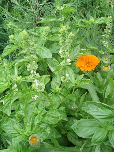 Aug5_basil