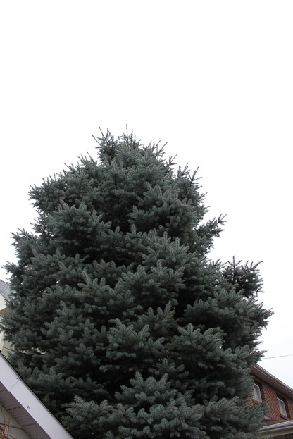 Nov23_tree