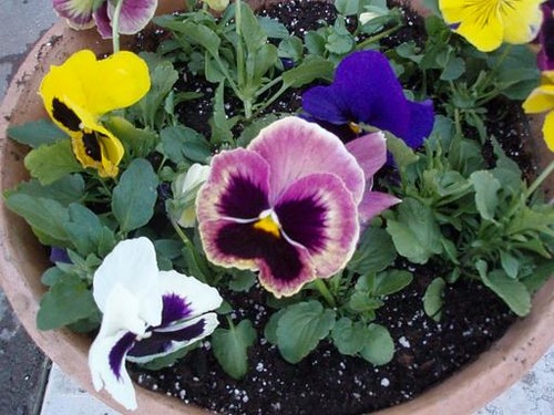 pansies