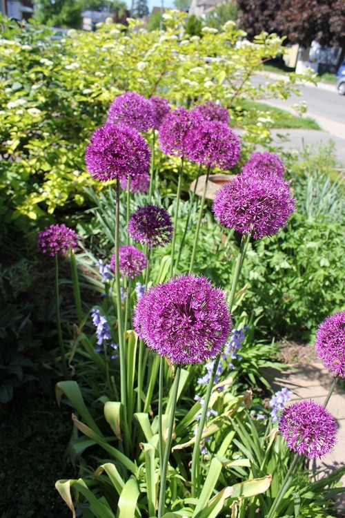 June3_alliums