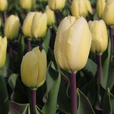 3019_tulip-vanilla-cream