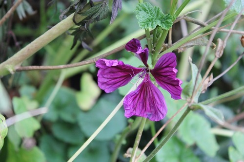 Oct29_malva