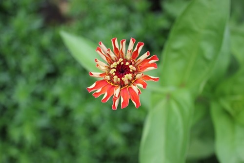 Aug3_zinnia4