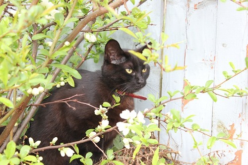 May10_cat