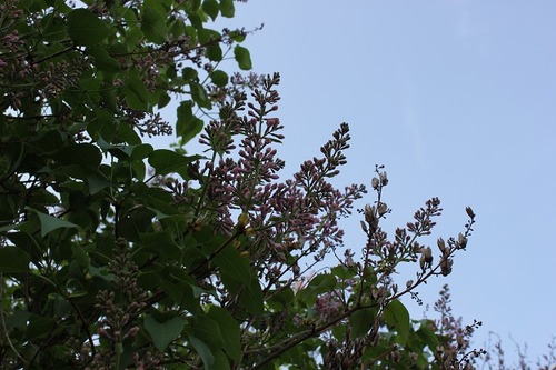 May10_lilac1