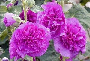 alcea-rosea-chaters-double-violet